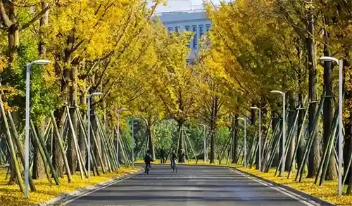从专科到本科再到大学:一场跨越地域与学历的逆袭之路