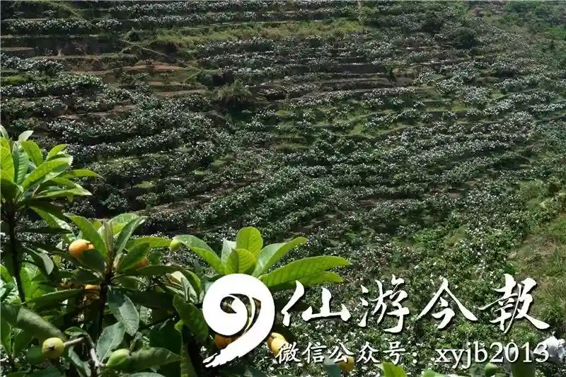 仙游70帧光影盛宴,带你走进诗意家乡!