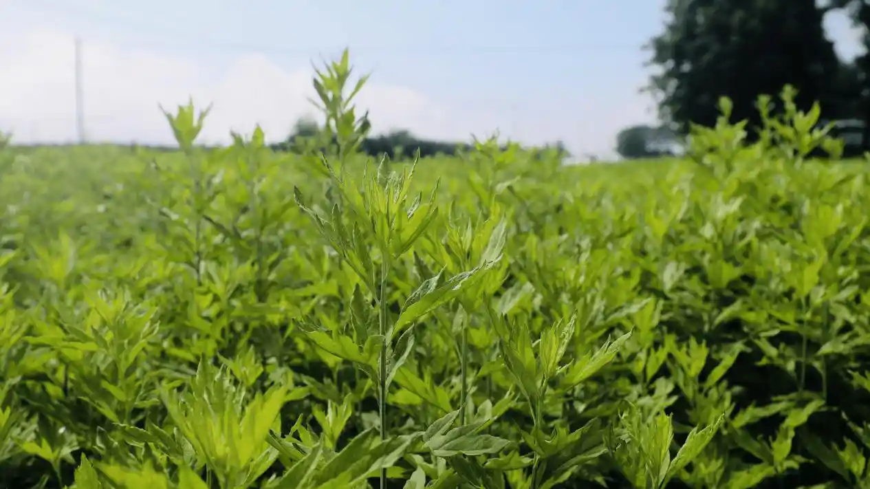 甘肃灵台:沉睡资源变身网红打卡地,乡村游引爆夏日热潮