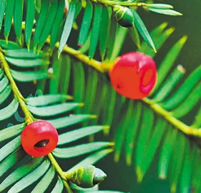 秘境绽放：墨脱旅游新纪元启航