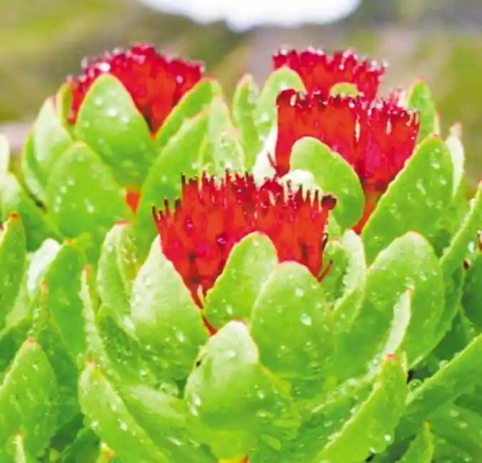 秘境绽放：墨脱旅游新纪元启航