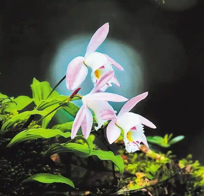 秘境绽放：墨脱旅游新纪元启航