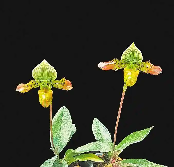 秘境绽放：墨脱旅游新纪元启幕