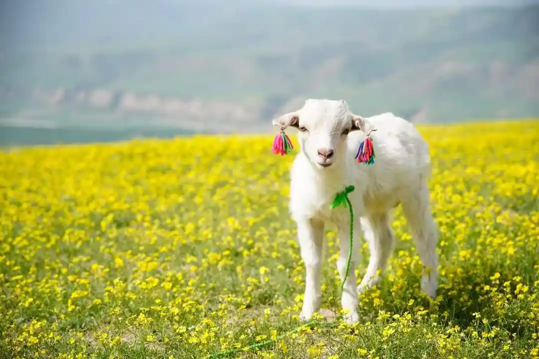 布尔津:喀纳斯秘境的黄金枢纽——阿勒泰人亲授中转攻略与禾木隐世行程全解