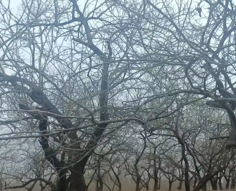 均田制背后的秘密：为何古代智者从未想到土地公有化？