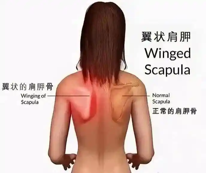 背肌成新晋顶流！健身圈爆火的隐形时尚单品