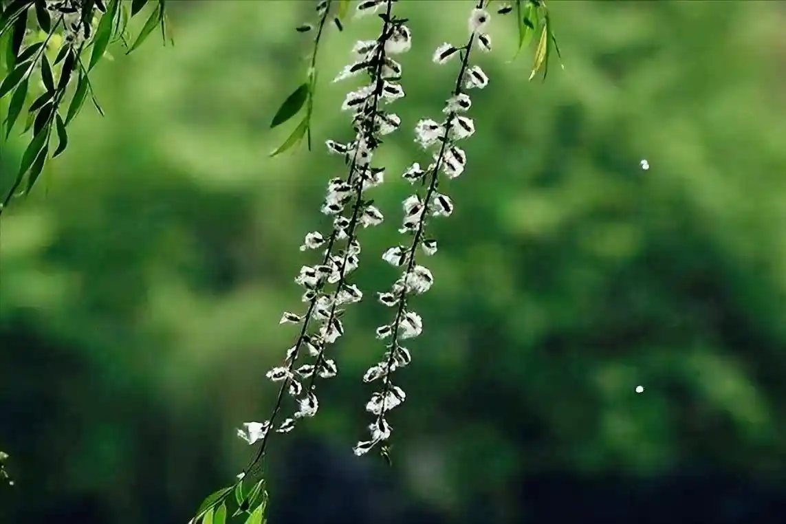 柳絮暴击朋友圈！11首封神级飞絮诗词刷屏：情似游丝，人如雪刃，美到窒息