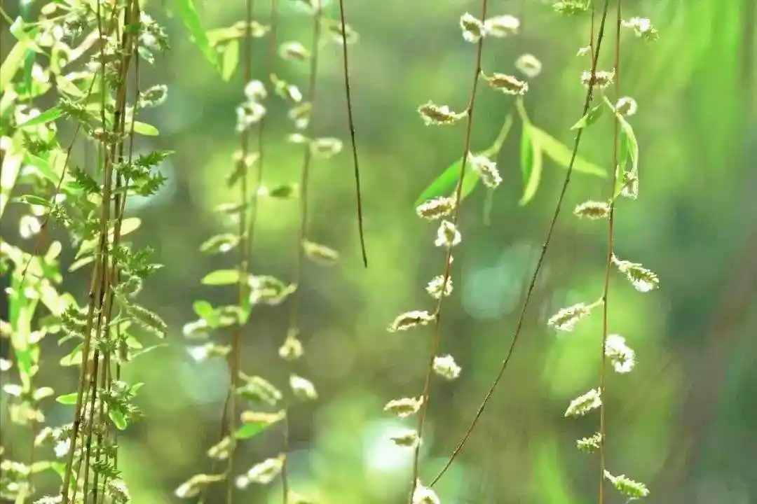 柳絮暴击朋友圈！11首封神级飞絮诗词刷屏：情似游丝，人如雪刃，美到窒息
