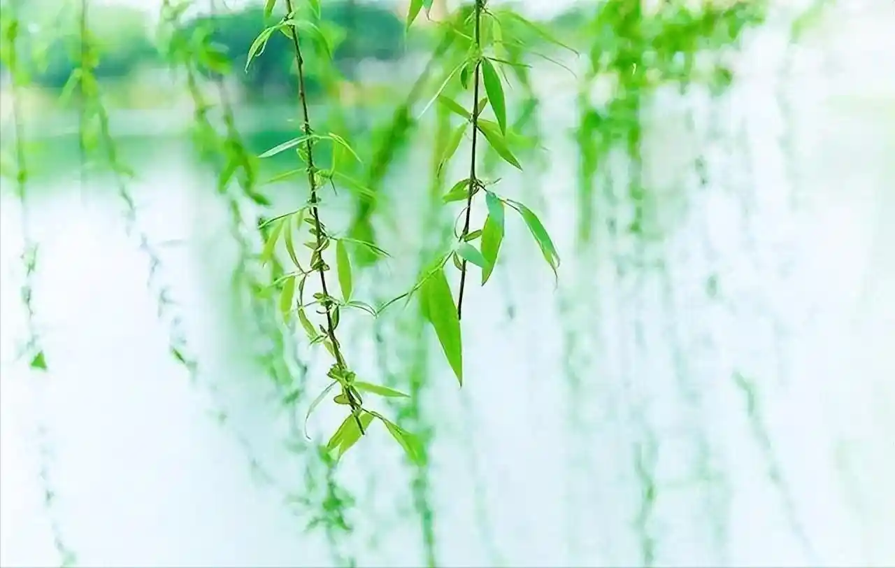 柳絮暴击朋友圈！11首封神级飞絮诗词刷屏：情似游丝，人如雪刃，美到窒息