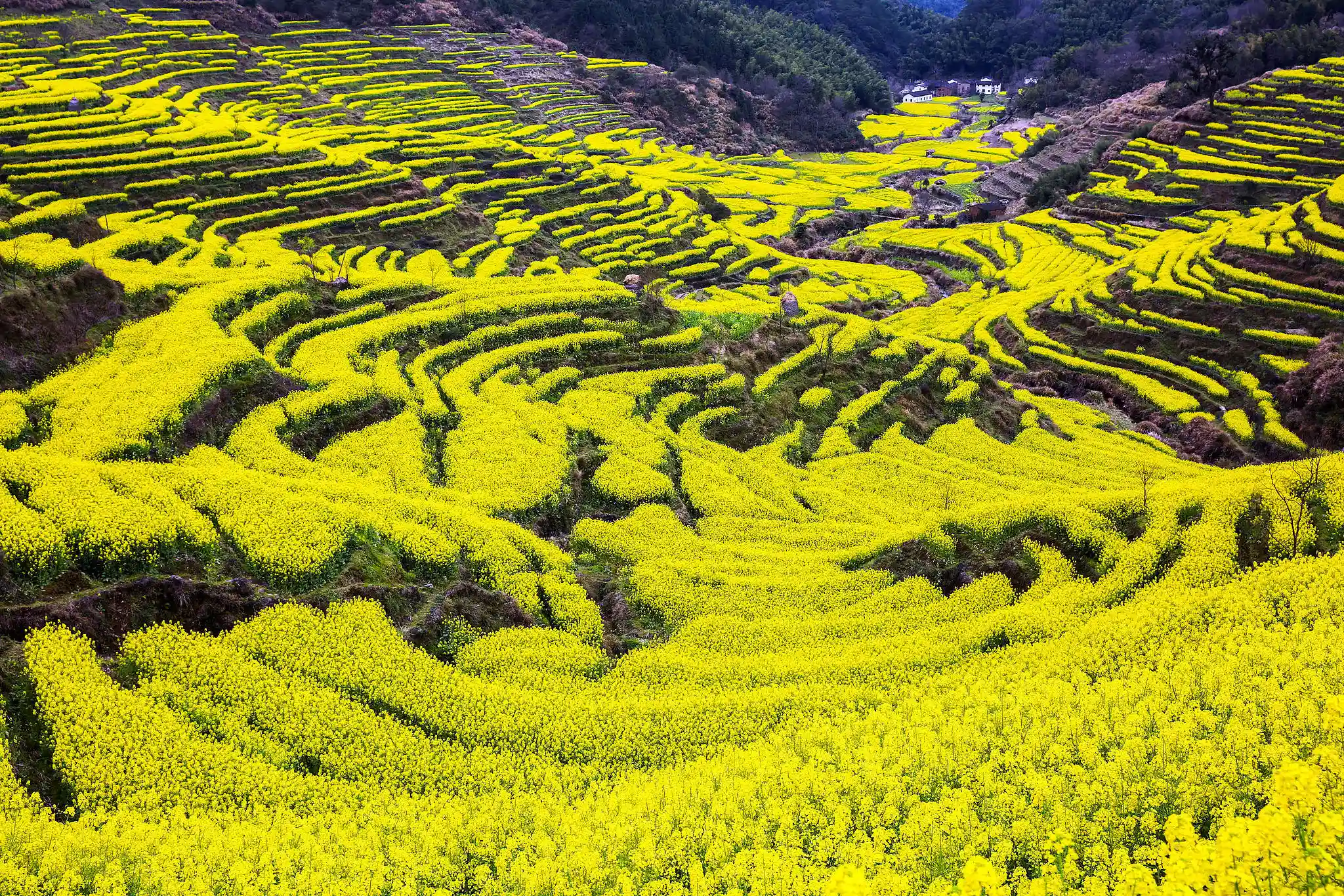 预算有限也能住得舒服！婺源县城平价住宿全攻略出炉