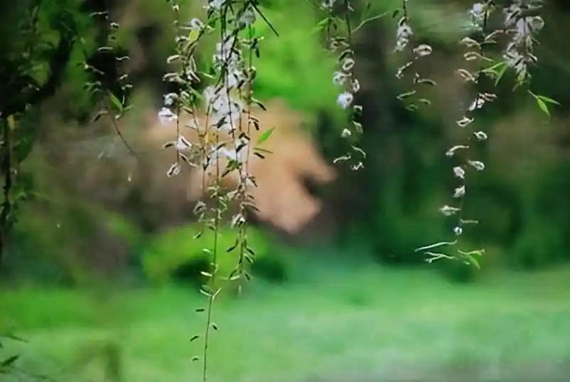柳絮暴击！11首封神级飞絮诗词刷屏全网：情似游丝，人如雪刃，美到窒息