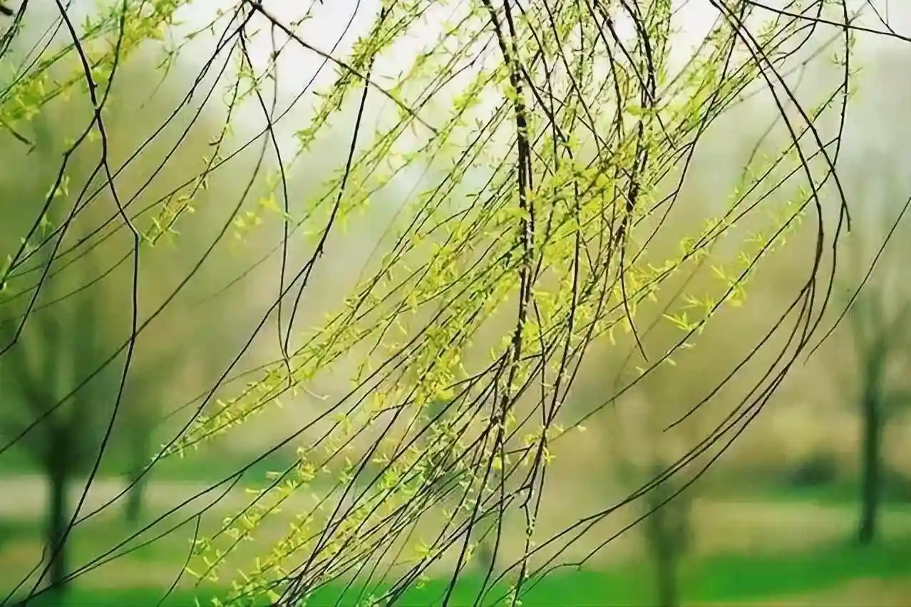 柳絮暴击！11首封神级飞絮诗词刷屏全网：情似游丝，人如雪刃，美到窒息