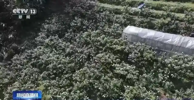 嘎拉村蝶变记：百万农奴解放73年，西藏首个和美乡村引爆乡村旅游热潮