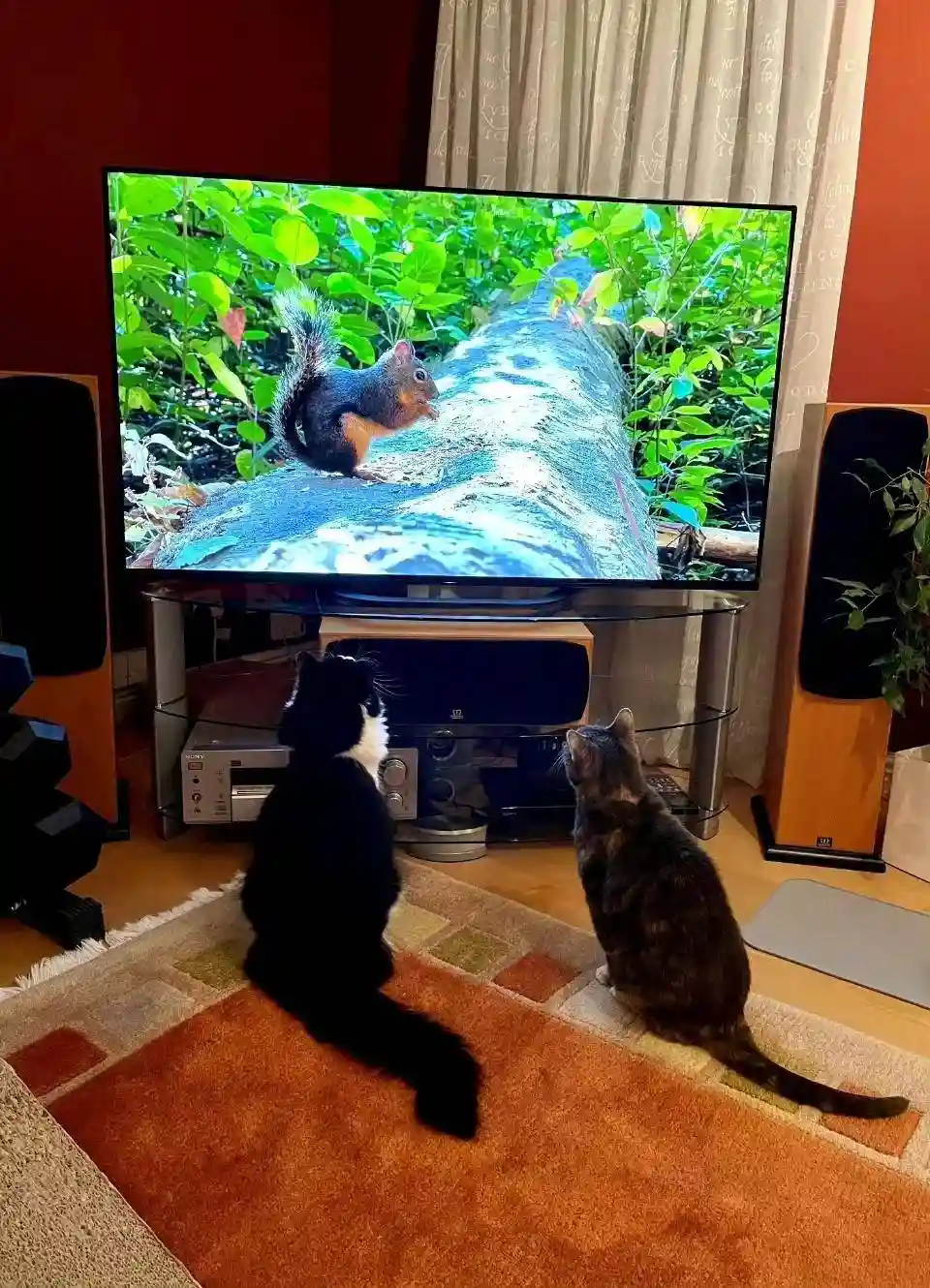 费翔独居养猫，父母双逝无子女，却被亲戚暗中盯上遗产？